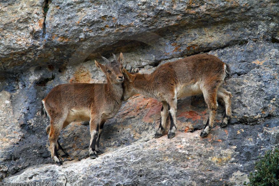 Cabra montesa (Capra pyrenaica)